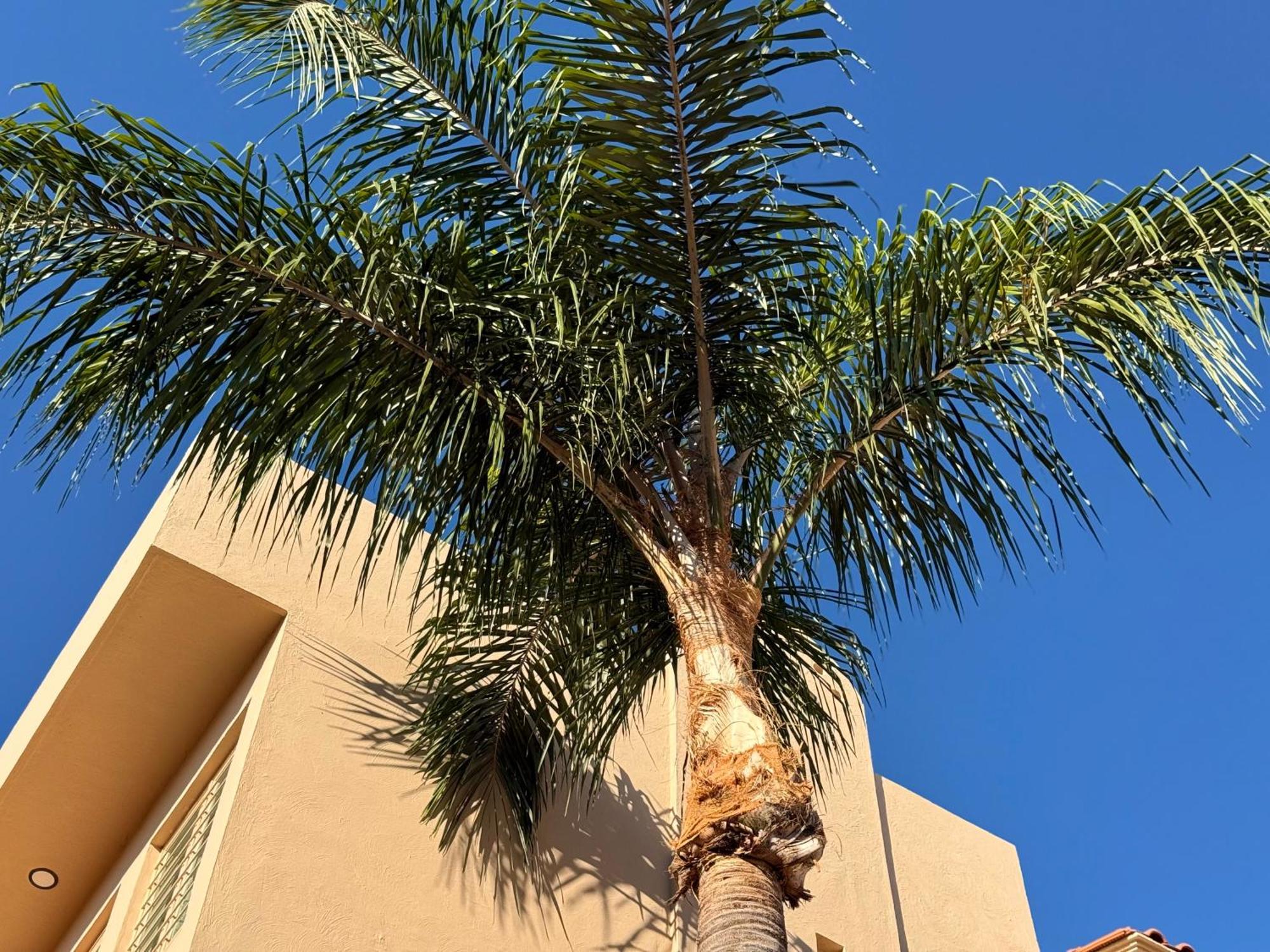 Villa La Palma Hotel Tequila Exteriör bild